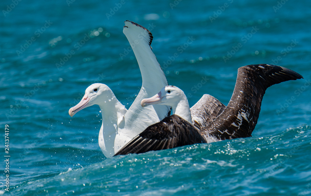 Φωτογραφία A Beautiful Northern Royal Albatross off The Coast of Kaikoura New Zealand
