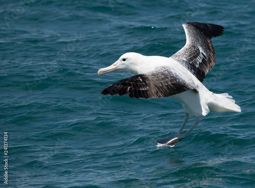 A Southern Royal Albatross in Flight