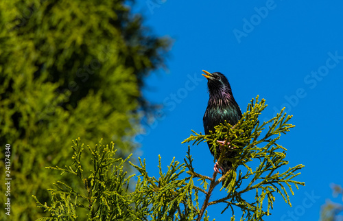 A European Starling Calling in the Morning Sun Showing Off its Iridescent Feathers