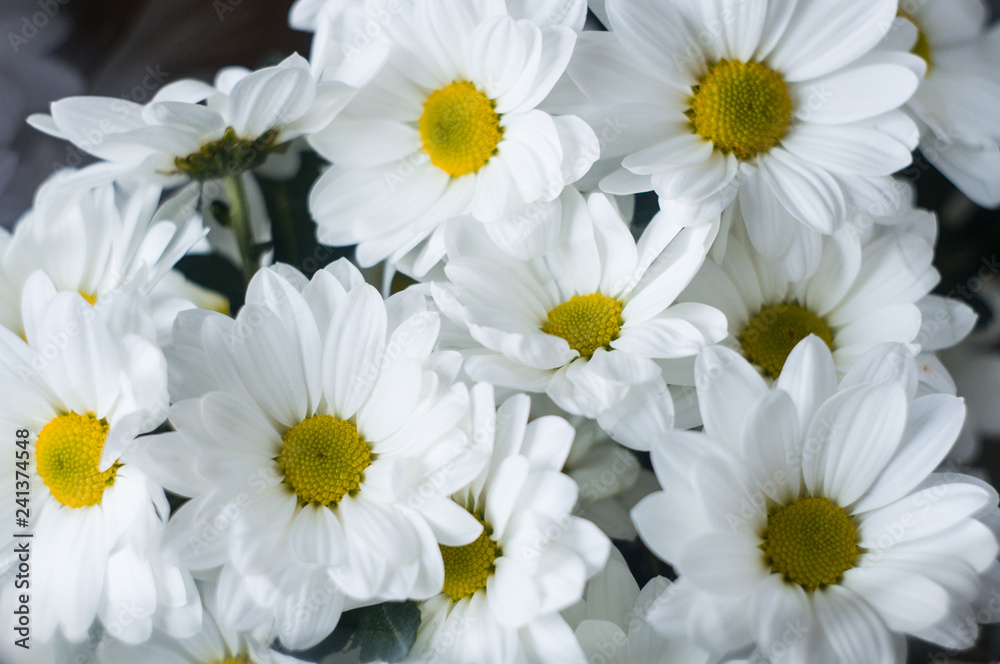 Obraz premium Bouquet of white flowers close up