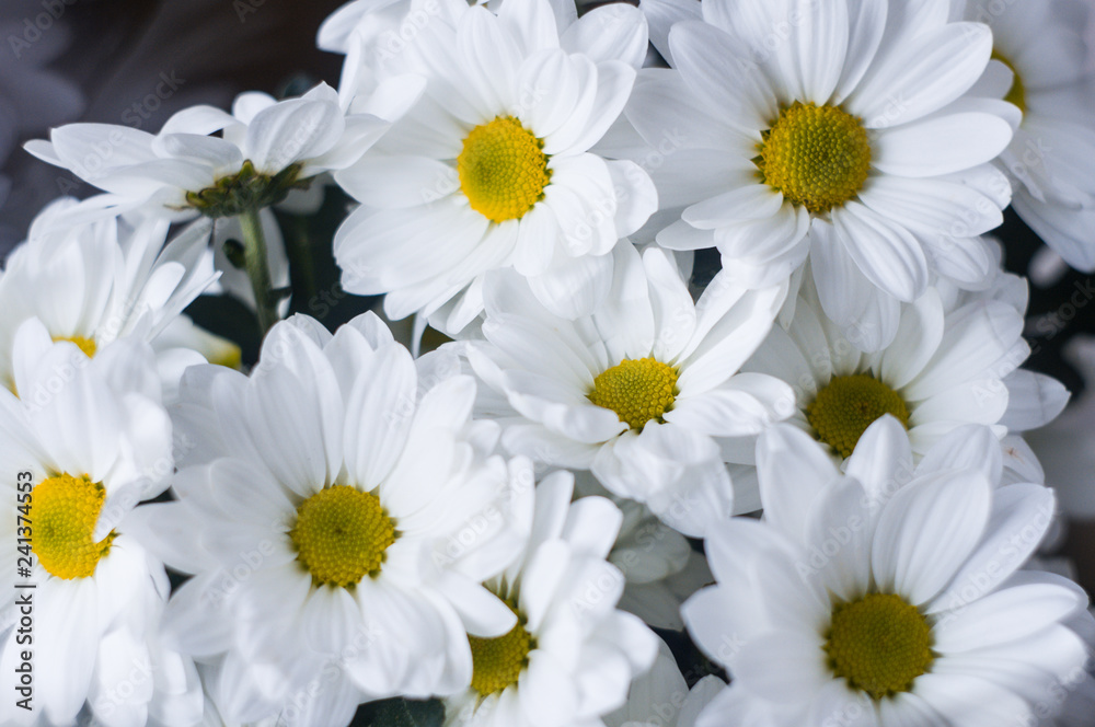 Obraz premium Bouquet of white flowers close up