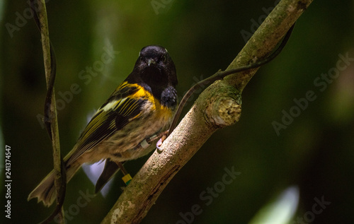A Stitchbird Perched on a Branch in New Zealand