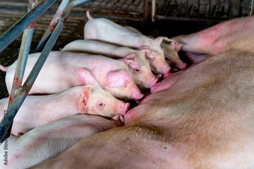 PIG FARM, WORKING IN PIG FARM, Veterinarian Doctor Examining Pigs at a Pig Farm PIG FARM, WORKING IN PIG FARM, Veterinarian Doctor Examining Pigs at a Pig Farm