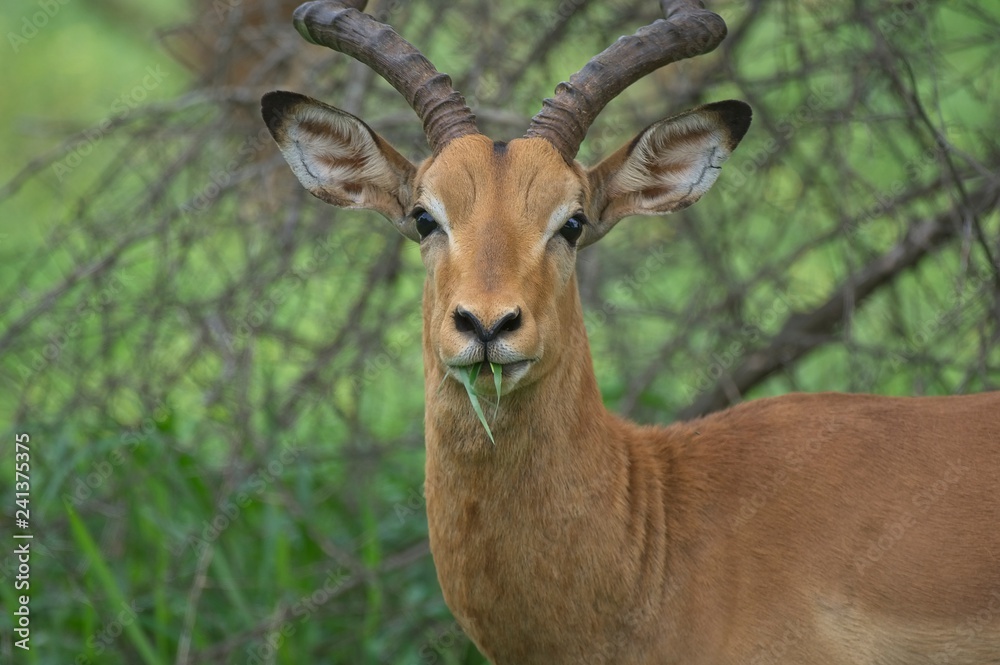 impala in Kruger safari park