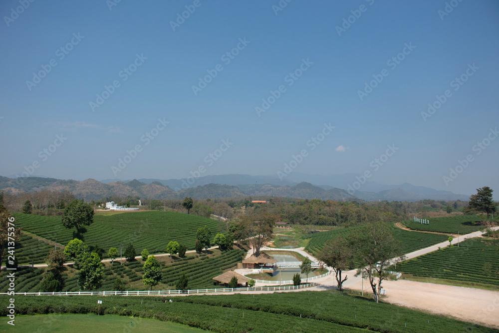 View landscape of Choui Fong Tea plantations area of over 1,000 rais in Doi Mae Salong high Mountain in Maechan of Chiang Rai, Thailand