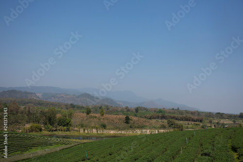 View landscape of Choui Fong Tea plantations area of over 1,000 rais in Doi Mae Salong high Mountain in Maechan of Chiang Rai, Thailand