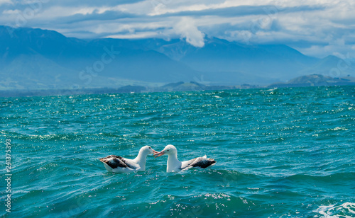 An Albatross Pair Swimming in the Ocean Off the Coast of New Zealand
