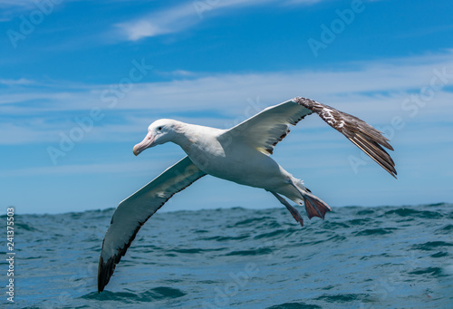 Obraz na plátne A Wandering Albatross Coming in for a Landing Off the Coast of New Zealand