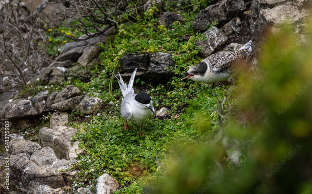 White-fronted Tern Fledgling Yelling at Parent White-fronted Tern Fledgling Yelling at Parent