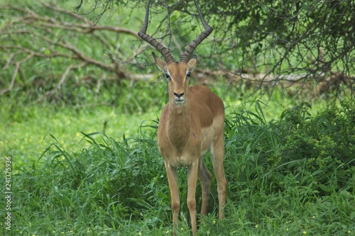 impala in Kruger safari park