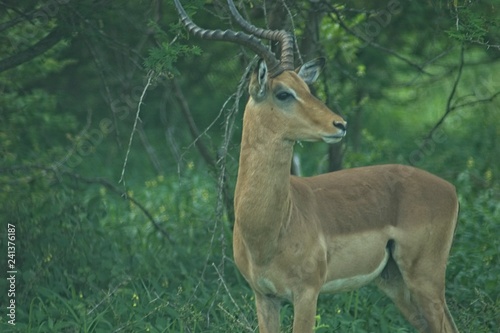 impala in Kruger safari park