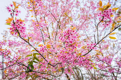 Wild himalayan cherry in sunshine day on top of mountain