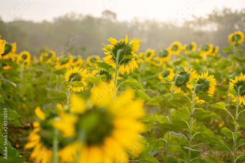 Close up Sunflowers in the fields during sunrise in Thailand