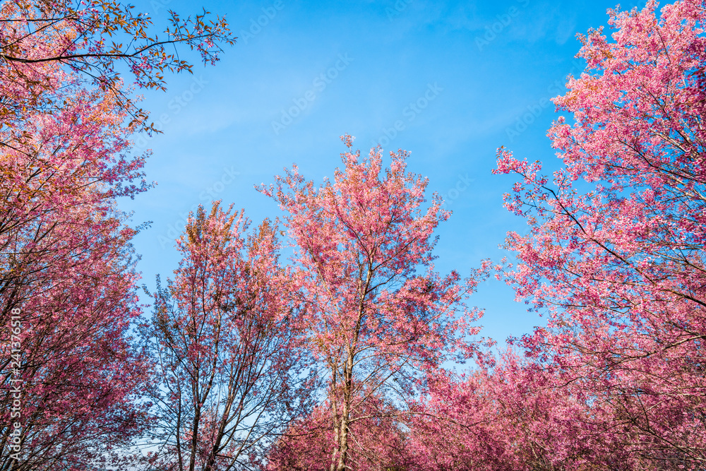 Wild Himalayan Cherry, Prunus cerasoides Wild Himalayan Cherry, Prunus cerasoides