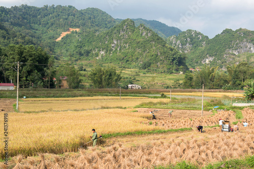 Green and yellow rice fields and karst   near Ban Gioc  Cao Bang province  Vietnam