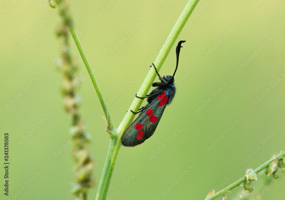 Six-spot burnet (Zygaena filipendulae) moth on the plant Six-spot burnet (Zygaena filipendulae) moth on the plant