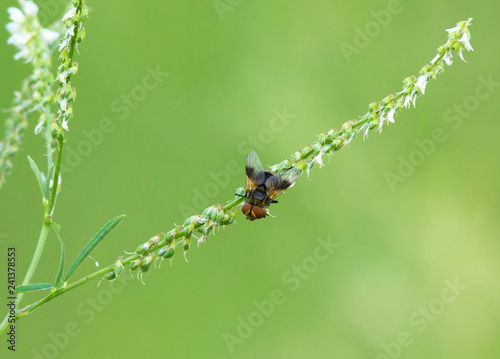 Pellucid Fly (Volucella pellucens) on the plant © Vitaly Ilyasov
