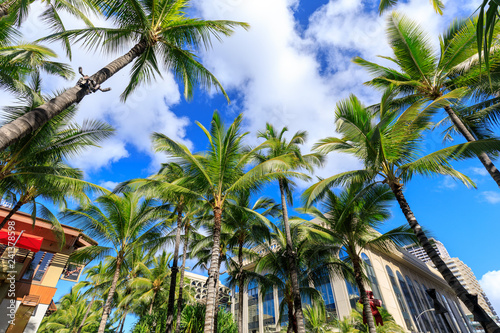 Kalakaua Avenue lined with palm coconut trees in Honolulu