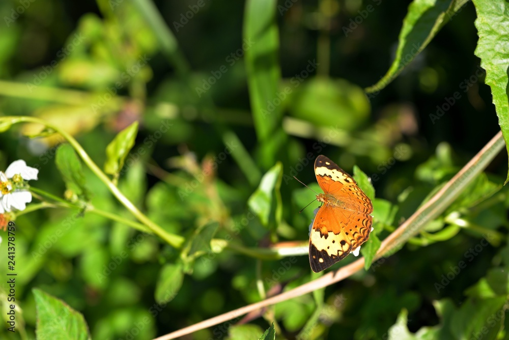 Butterfly from the Taiwan (Cupha erymanthis)Taiwan yellow butterfly Butterfly from the Taiwan (Cupha erymanthis)Taiwan yellow butterfly