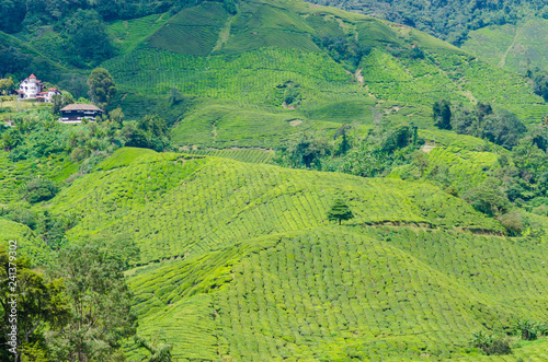 Tea plantation field on mountain of Cameron highland