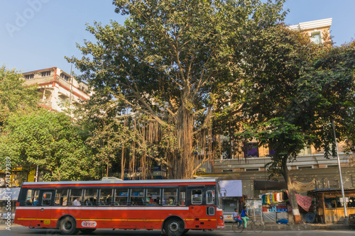 Large old Banyan Tree on the sidewalk in Central Mumbai