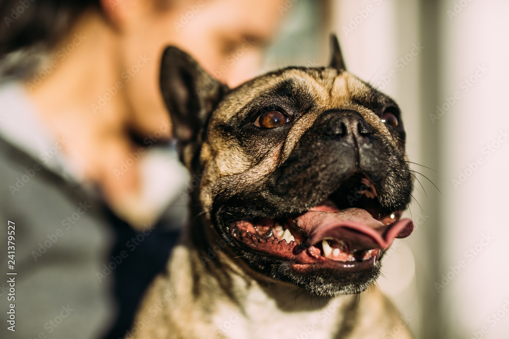 Portrait Of a Happy French Bulldog