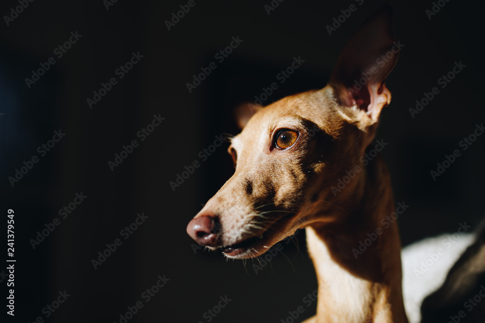 Portrait of a italian greyhound Portrait of a italian greyhound