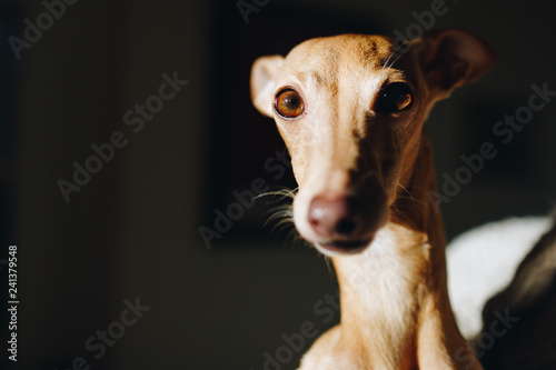 portrait of a Italian greyhound