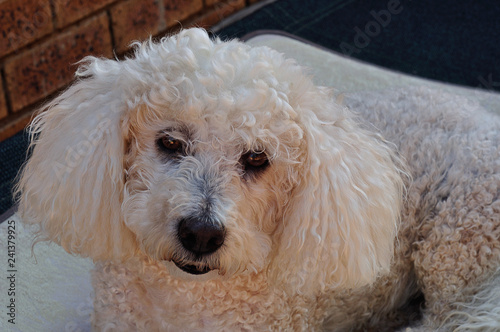 A poodle laying on a white pillow