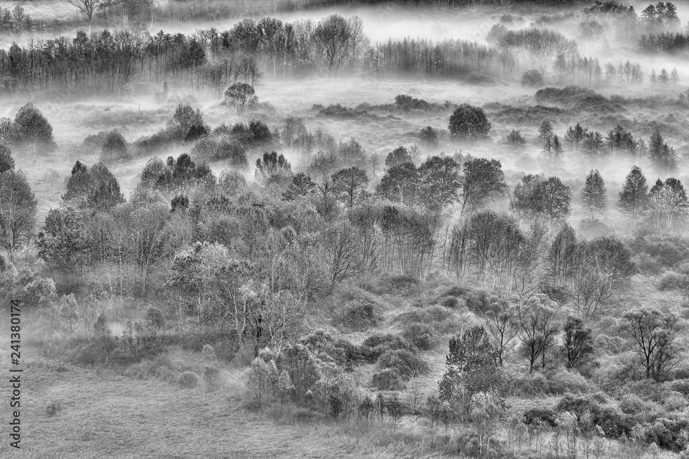 Paesaggio in bianco e nero sulla foresta con nebbia