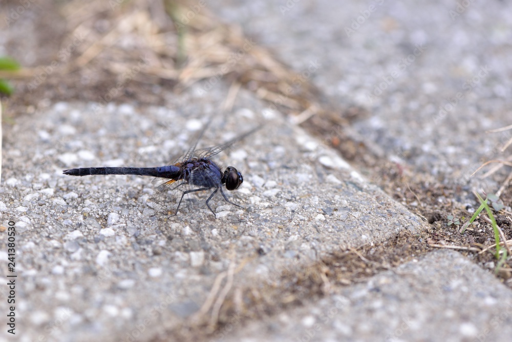 Dragonfly(Trithemis festiva) in the Taiwan. Dragonfly(Trithemis festiva) in the Taiwan.