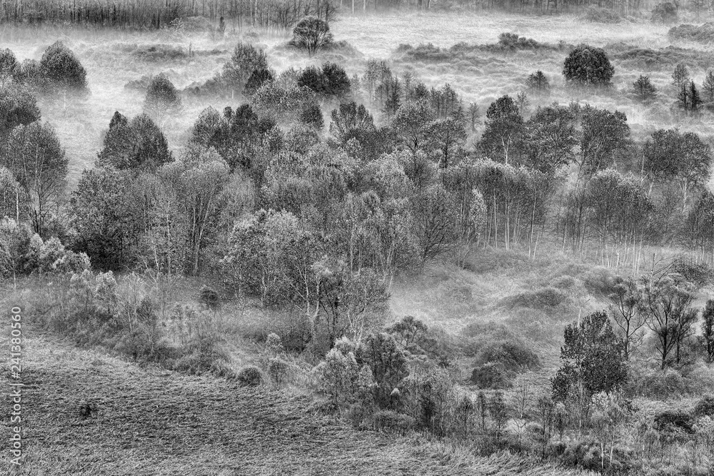 Paesaggio in bianco e nero sulla foresta con nebbia