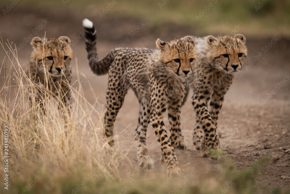 Fototapeta premium Three cheetah cubs walking down dirt track