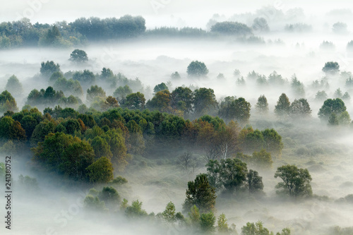 Panorama autunnale sulla foresta con la nebbia, Italia © manuel