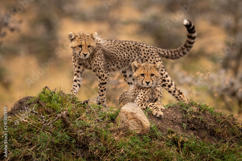 Photography Two cheetah cuba looking down from mound