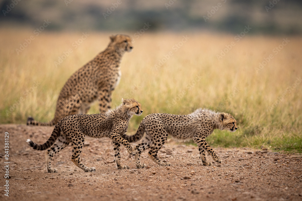 Two cubs on track walking past cheetah Two cubs on track walking past cheetah