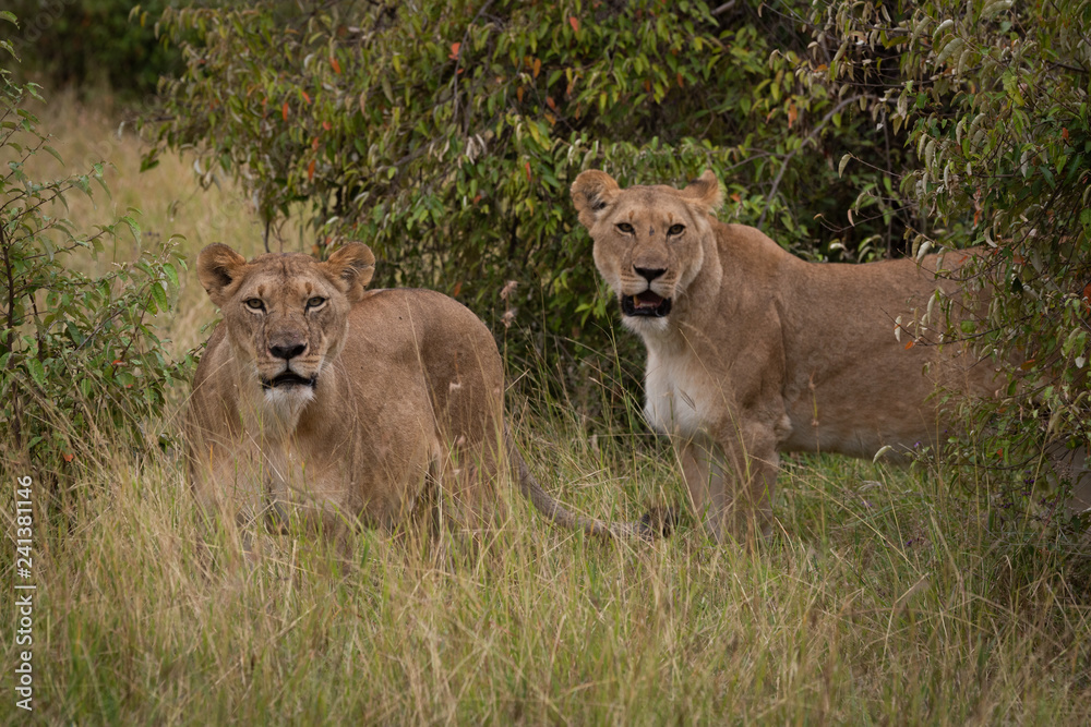 Two lionesses stand in bushes facing camera Two lionesses stand in bushes facing camera