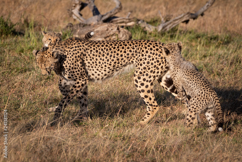 Two cubs jumping on cheetah in grass