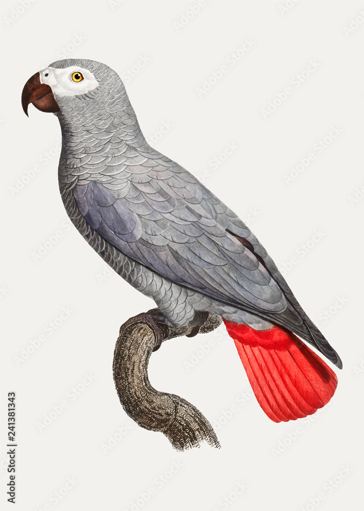 Naklejka premium Congo grey parrot