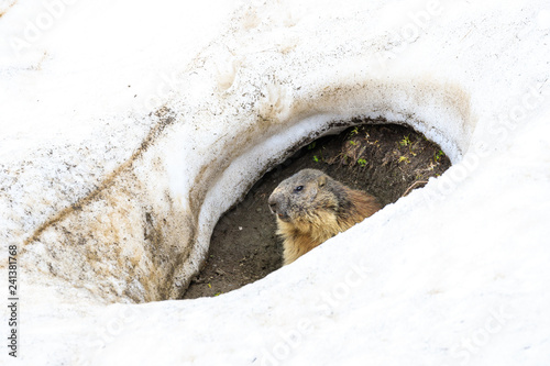 фотографія marmotta nel parco nazionale del Gran Paradiso