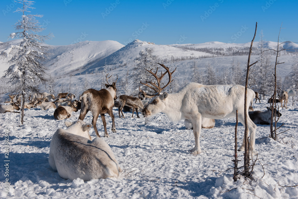 March 2018 .North of Yakutia. Russia. The traditional way of life of the indigenous peoples of the north. March 2018 .North of Yakutia. Russia. The traditional way of life of the indigenous peoples of the north.
