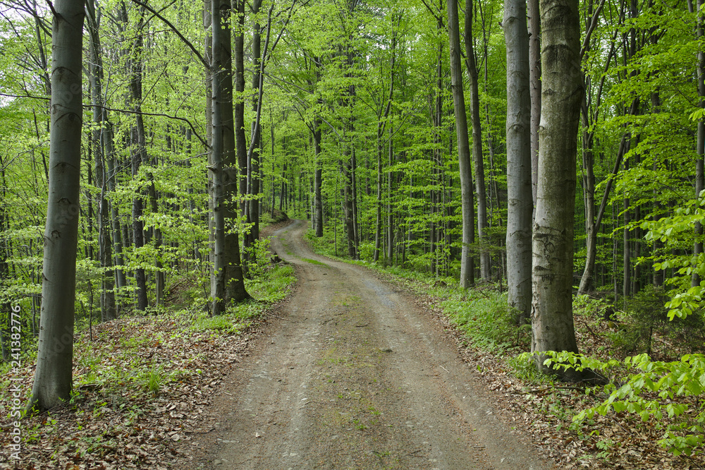 Fototapeta premium Leśna droga