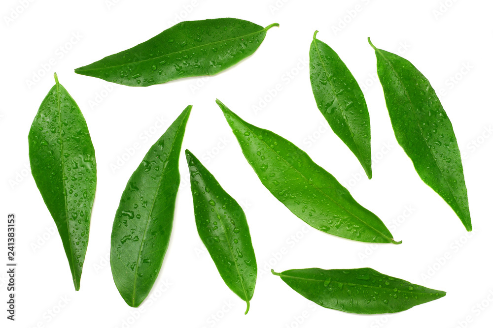 custom made wallpaper toronto digitalcitrus leaves isolated on white background. top view. mandarin leaves. orange leaves