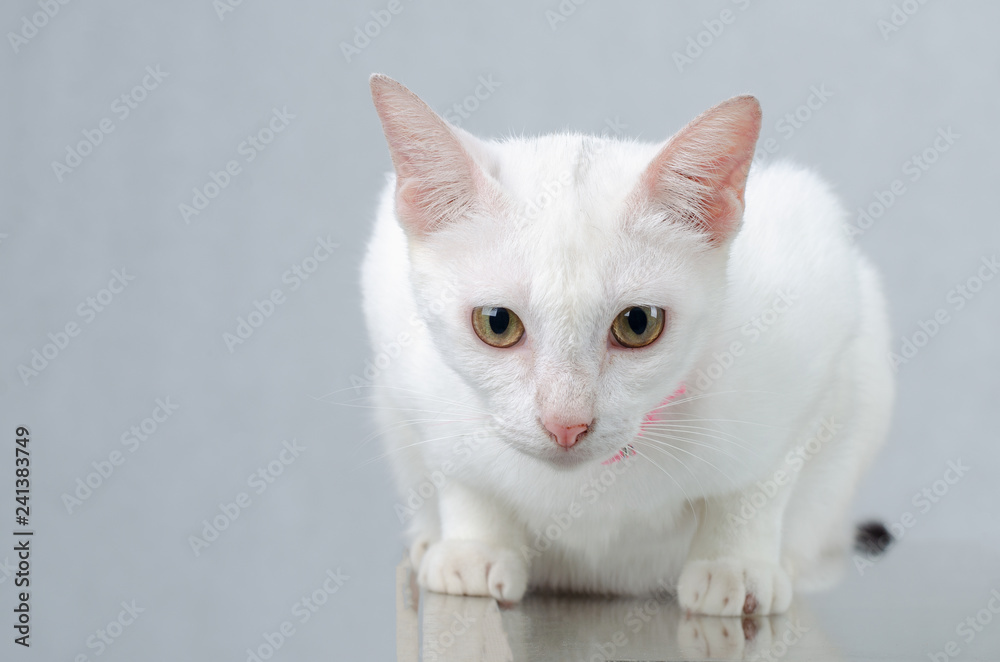 White kitten Portrait of Pure White Cat with eyes on Isolated Background, front view