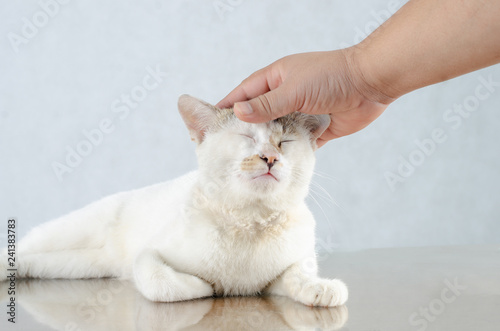 Fototapeta Naklejka Na Ścianę i Meble -  Hand playing with cat White kitten Portrait of Pure White Cat with eyes on Isolated Background, front view