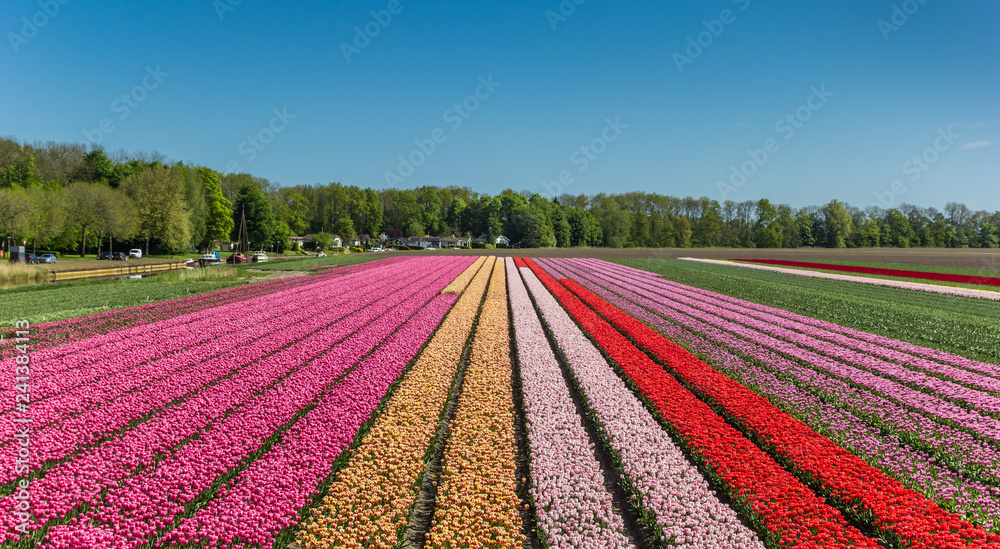 Colorful tulips along a canal in Noordoostpolder