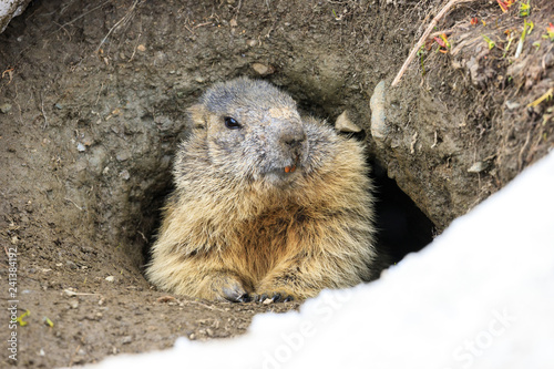 marmotta nel parco nazionale del Gran Paradiso