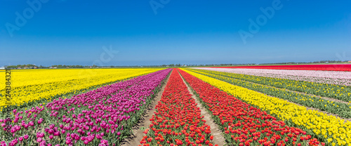 Panorama of a colorful tulips field in Noordoostpolder