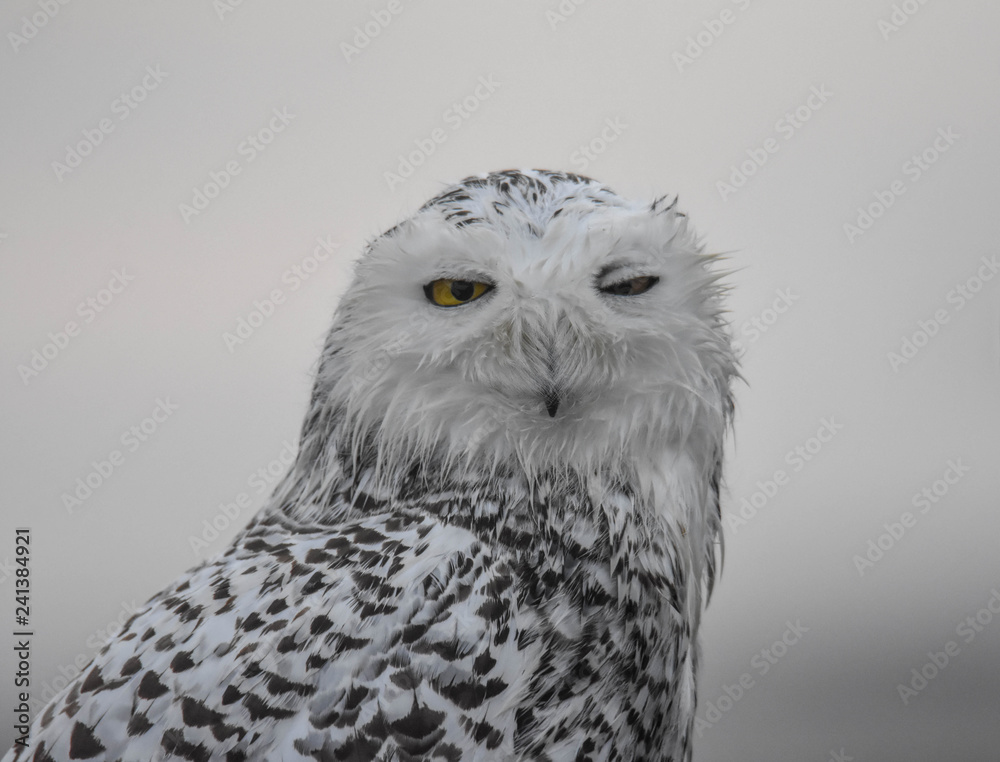 Fototapeta premium Snowy Owl - Westport, MA