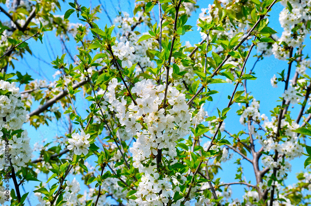 Obraz premium Pięknie kwitnąca gałąź drzewa. Cherry - Sakura i niebo z naturalnym kolorowym tłem. Witaj wiosno.